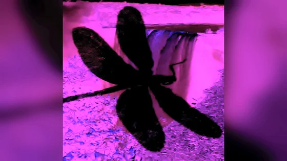 Presents 'The Dragonfly' Scene 4 Pt.2